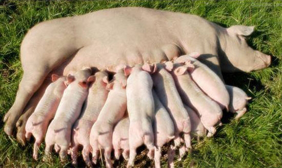 母猪产后常见病
