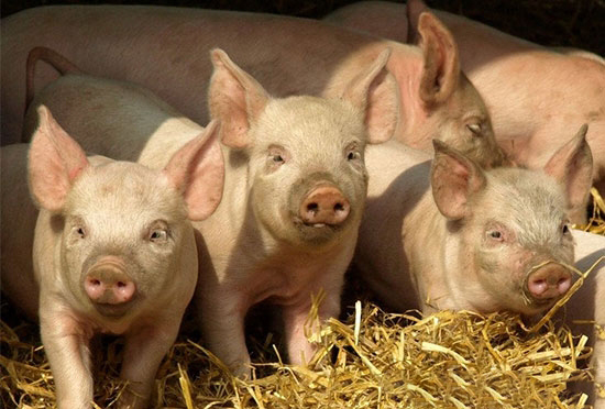 农业部：全年猪肉价格大幅上涨可能性不大