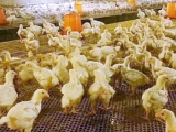 蛋白质饲料对鸡的作用