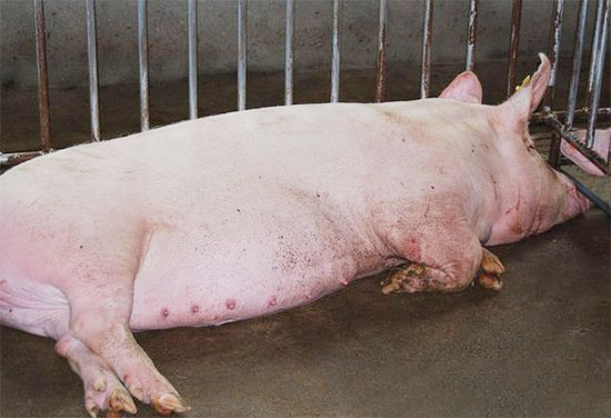饲料因素致母猪瘫痪