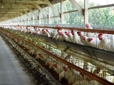 夏季养鸡防暑需要注意的5大误区