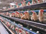 蛋种鸡体形发育特点对生产性能的影响