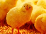 预防肉用雏鸡死亡的十项技术措施