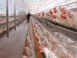 预产阶段的蛋鸡的生理特点和饲养管理