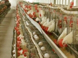蛋鸡周年饲养管理作业历