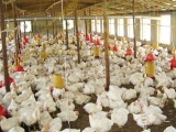 干撒式发酵床养鸡技术