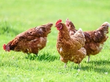 谈一谈气温、气湿、气流对鸡群健康的影响