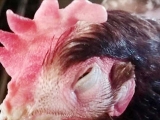 秋冬季鸡传染性鼻炎危害大怎么办？