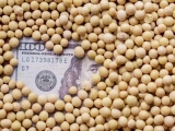 中美大豆贸易将回归常态？