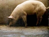 怎么让猪在固定地点排泄？