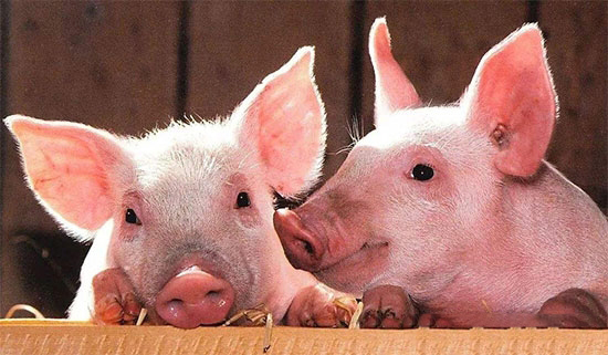 农业农村部最新发布：非洲猪瘟疫情防控八条禁令！