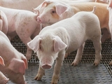 荷兰沙门氏菌猪肉已致多人感染