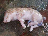母猪产死胎的原因是什么？