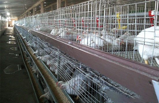 笼养肉鸡的饲养管理技术分析