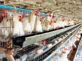 肉种鸡笼养管理的几点要求